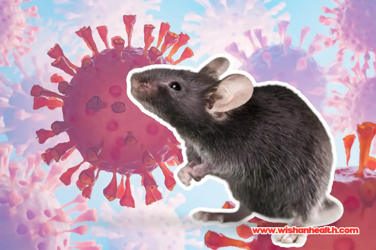 virus hanta